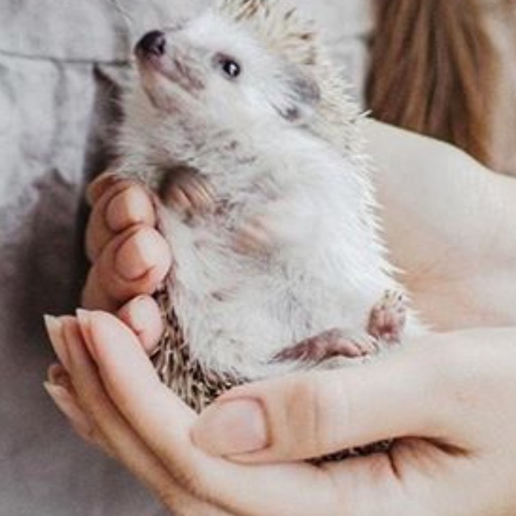 Meet your Posher, Bridget - Picture 1 of 1